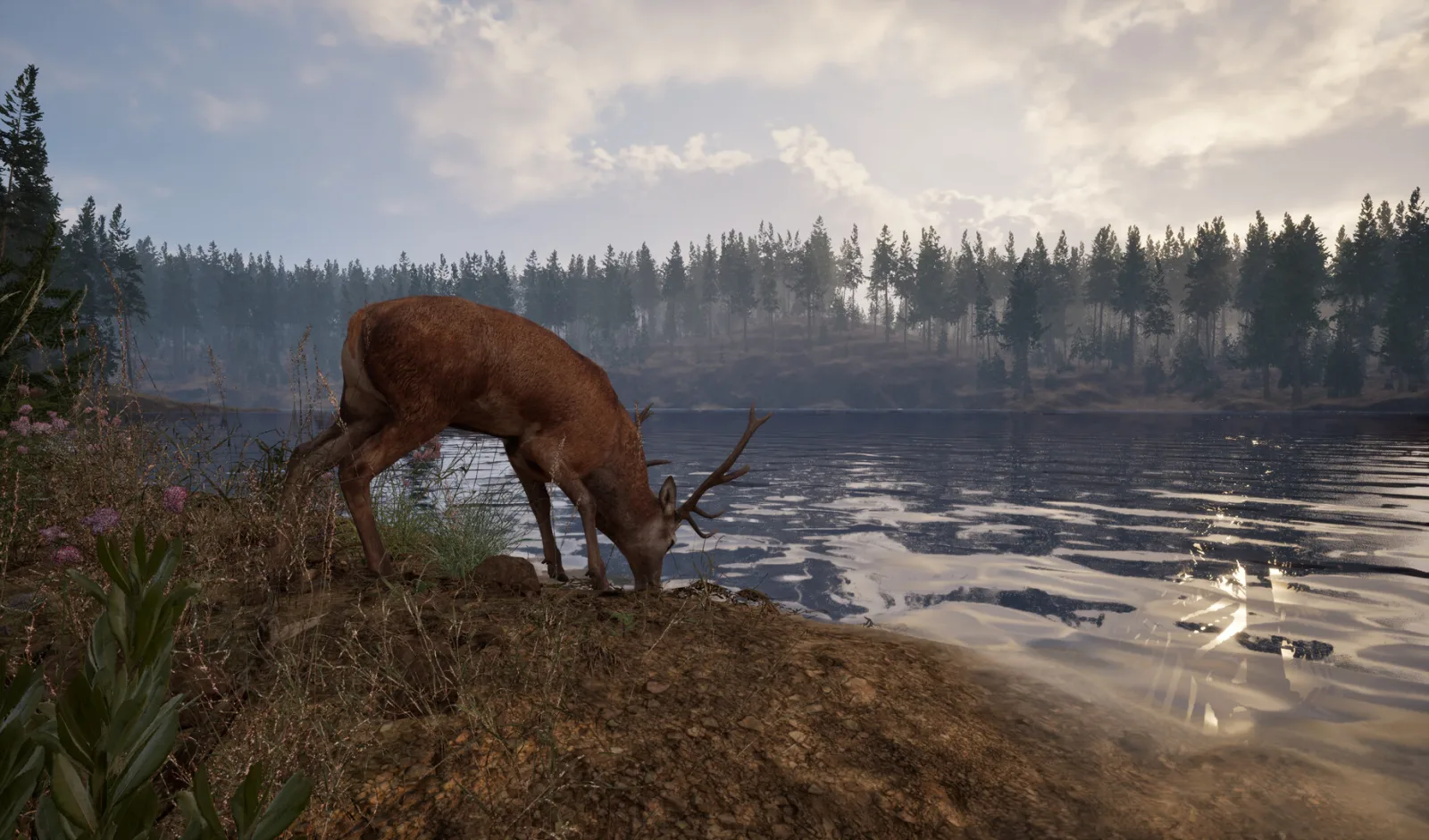 A deer drinking at the shore of a still lake with forest on the far bank