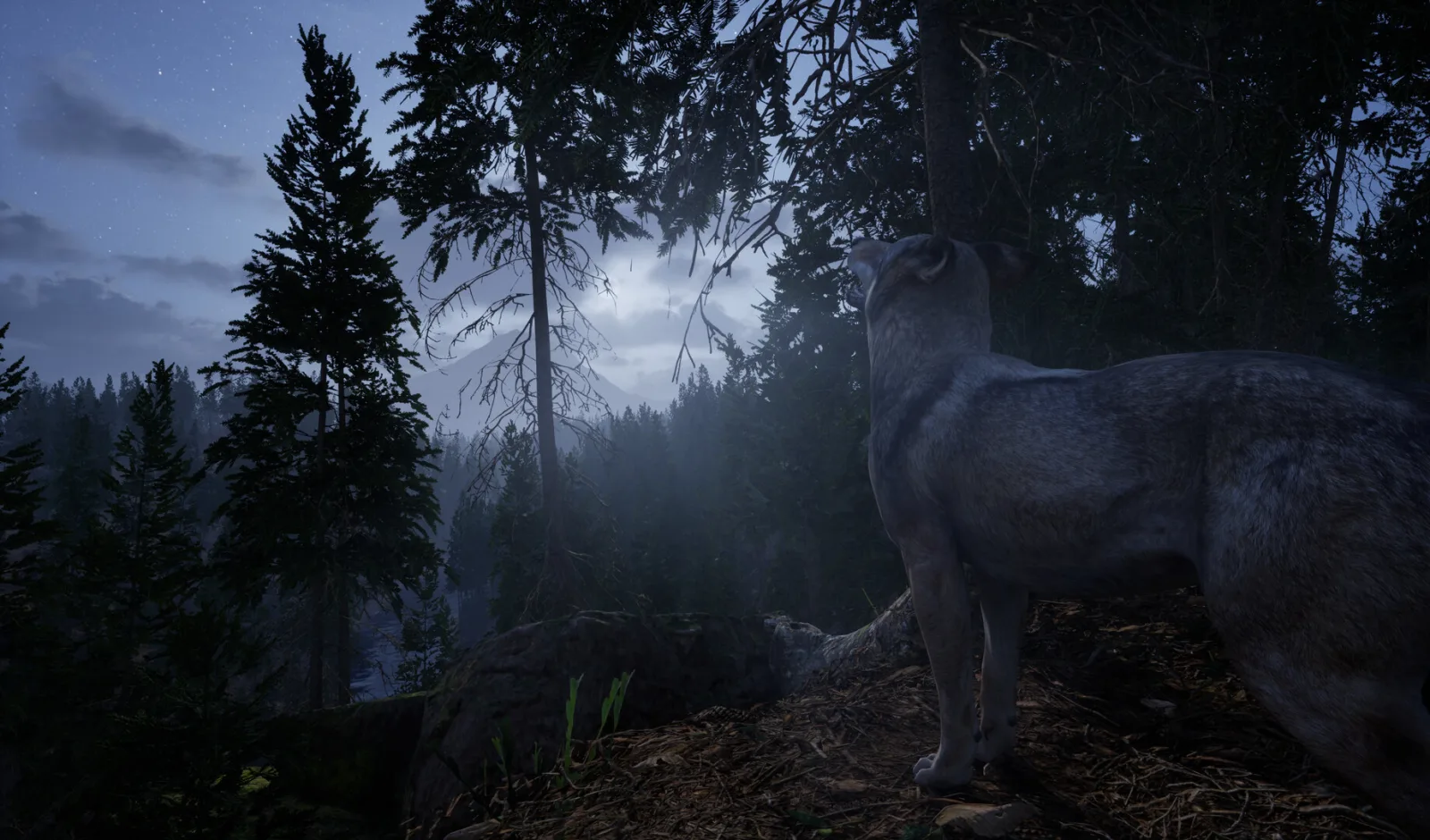 A wolf standing in a dark pine forest under moonlight
